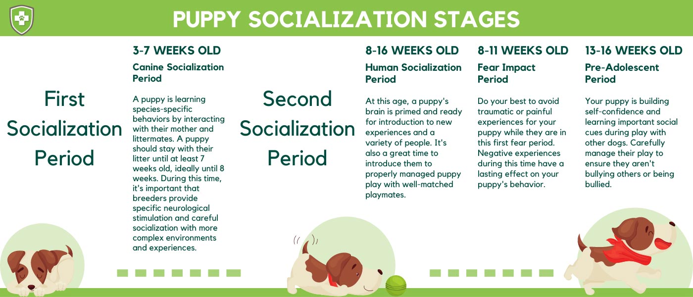 Dog Developmental Stages Infographic — Behave Atlanta LLC ...